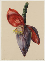 BB+ 016
<br/>
Bloem van de Pisang
<br/>
<em>Koning, Elisabeth Johanna (1816-1887)</em>